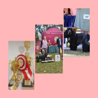 Zapowiedź miotu Cocker spaniel angielski 4