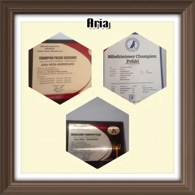 Zapowiedź miotu Cocker spaniel angielski 6