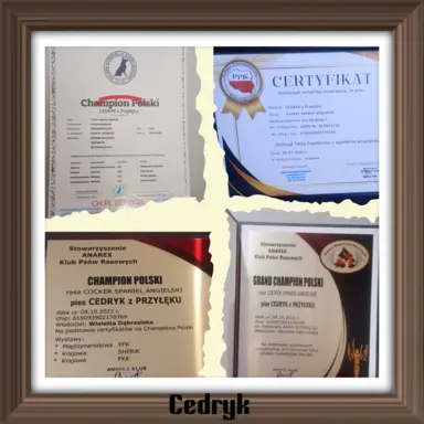 Zapowiedź miotu Cocker spaniel angielski 7