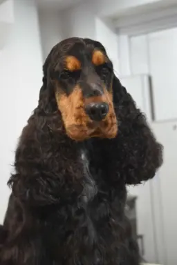 Zapowiedź miotu Cocker spaniel angielski 9