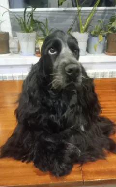 Zapowiedź miotu Cocker spaniel angielski 10