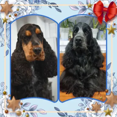 Zapowiedź miotu Cocker spaniel angielski 1