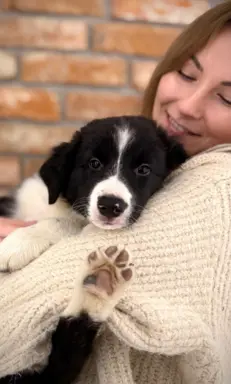 Chłopak Border Collie gotowy do odbioru. 2