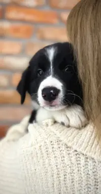 Chłopak Border Collie gotowy do odbioru. 3