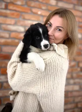 Chłopak Border Collie gotowy do odbioru. 4