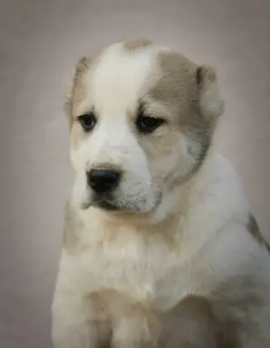 Owczarek Środkowoazjatycki – szczenięta najwyższej jakości 4