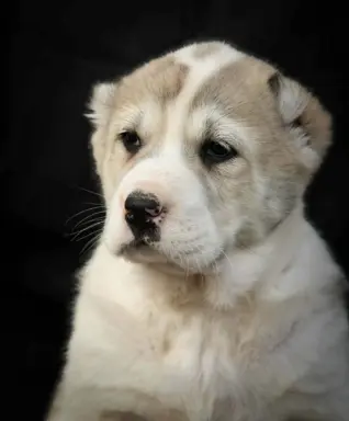 Owczarek Środkowoazjatycki – szczenięta najwyższej jakości 5