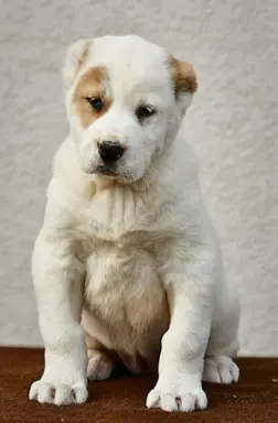 Owczarek Środkowoazjatycki – szczenięta najwyższej jakości 6