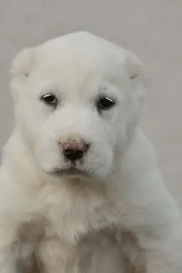 Owczarek Środkowoazjatycki – szczenięta najwyższej jakości 7