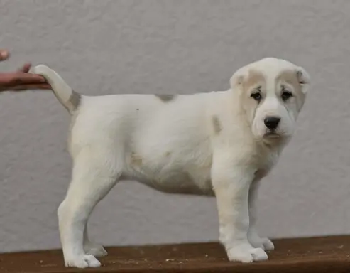 Owczarek Środkowoazjatycki – szczenięta najwyższej jakości 8