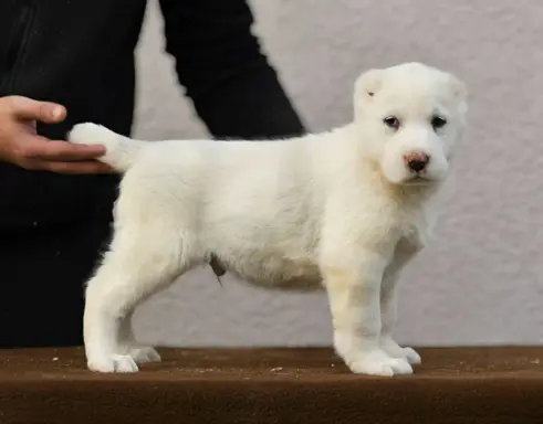 Owczarek Środkowoazjatycki – szczenięta najwyższej jakości 9