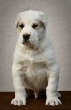 Owczarek Środkowoazjatycki – szczenięta najwyższej jakości 10