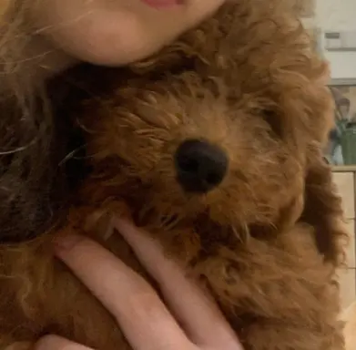 Pudel miniaturowy red 1