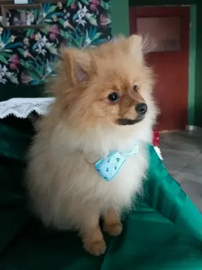 Wzorcowy Mały Szpic Niemiecki exterrier rodzice FCI 1