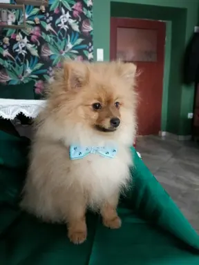 Wzorcowy Mały Szpic Niemiecki exterrier rodzice FCI 2