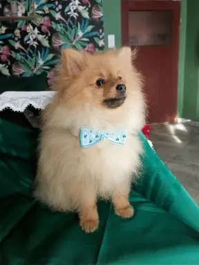 Wzorcowy Mały Szpic Niemiecki exterrier rodzice FCI 3