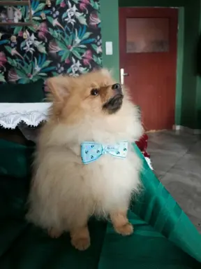 Wzorcowy Mały Szpic Niemiecki exterrier rodzice FCI 4