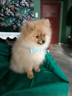 Wzorcowy Mały Szpic Niemiecki exterrier rodzice FCI 5