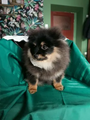 Wzorcowy Mały Szpic Niemiecki exterrier rodzice FCI 8