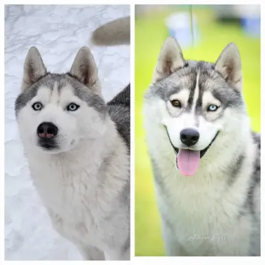 Siberian Husky szczenięta suczka pies zkwp fci po champion 1