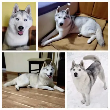 Siberian Husky szczenięta suczka pies zkwp fci po champion 3
