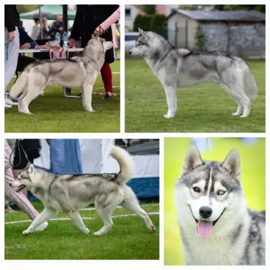 Siberian Husky szczenięta suczka pies zkwp fci po champion 7