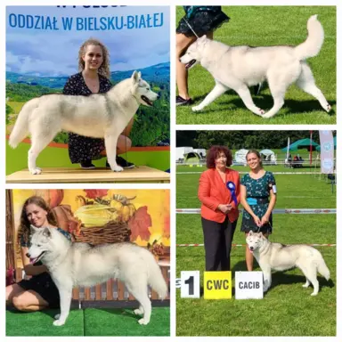 Siberian Husky szczenięta suczka pies zkwp fci po champion 10