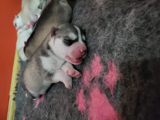Siberian Husky szczenięta suczka pies zkwp fci po champion 4