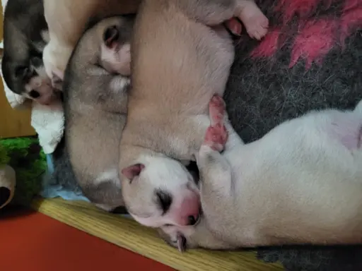 Siberian Husky szczenięta suczka pies zkwp fci po champion 2