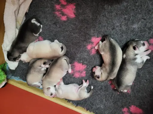 Siberian Husky szczenięta suczka pies zkwp fci po champion 6