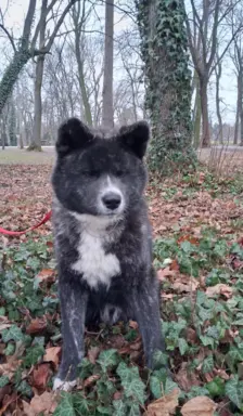 Akita - pręgowane szczenię na sprzedaż ZKWP / FCI 3