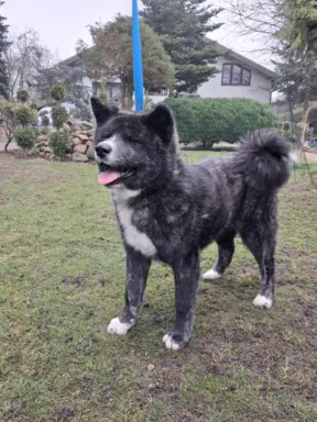 Akita - pręgowane szczenię na sprzedaż ZKWP / FCI 2