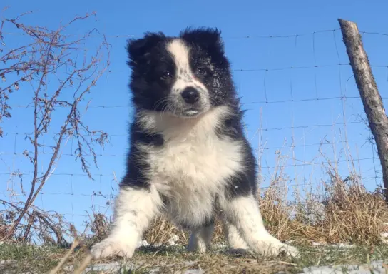 Szczeniak Suczka BORDER COLLIE z Hodowli - Rasowa pełna dok. 1