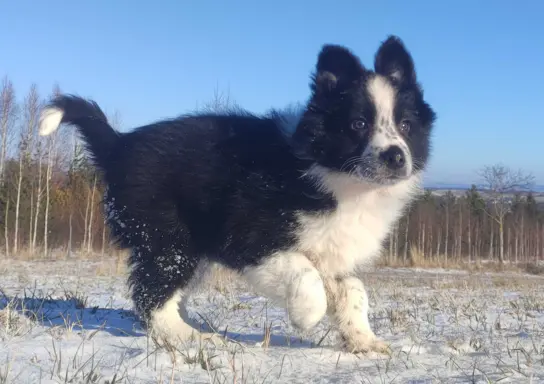 Szczeniak Suczka BORDER COLLIE z Hodowli - Rasowa pełna dok. 2