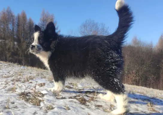Szczeniak Suczka BORDER COLLIE z Hodowli - Rasowa pełna dok. 4
