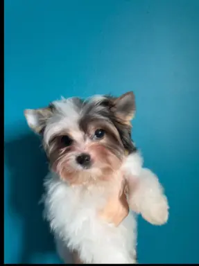 Piękny samiec york biewer 1