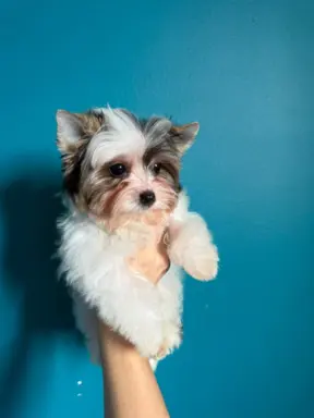 Piękny samiec york biewer 2