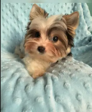 Piękny samiec york biewer 3