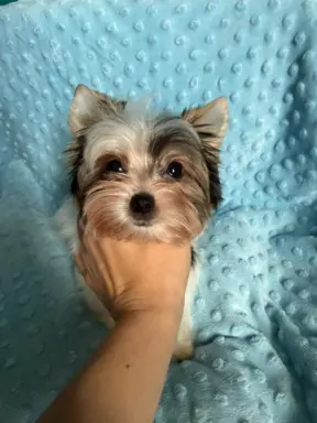 Piękny samiec york biewer 5