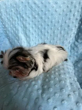 Piękny samiec york biewer 4