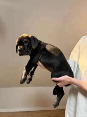 Piękne Szczeniaki Cane Corso | Czarne i Czarne Pręgowane 4