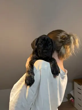 Piękne Szczeniaki Cane Corso | Czarne i Czarne Pręgowane 3