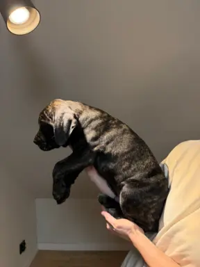 Piękne Szczeniaki Cane Corso | Czarne i Czarne Pręgowane 6