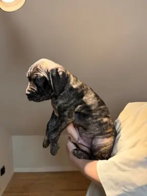 Piękne Szczeniaki Cane Corso | Czarne i Czarne Pręgowane 8