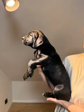 Piękne Szczeniaki Cane Corso | Czarne i Czarne Pręgowane 2