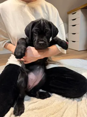 Piękne Szczeniaki Cane Corso | Czarne i Czarne Pręgowane 7