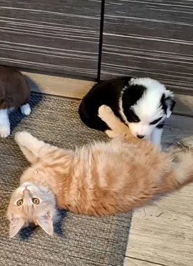 Szczenięta Border Collie 1