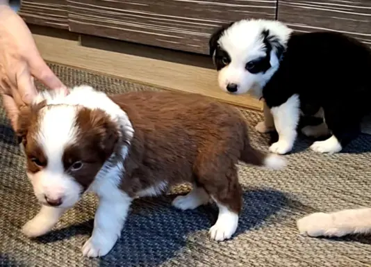 Szczenięta Border Collie 2