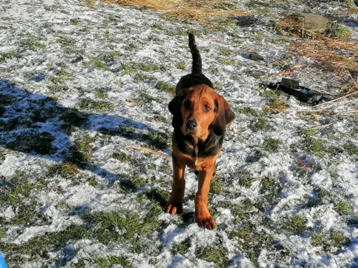 Szczeniak Ogar Polski FCI 1