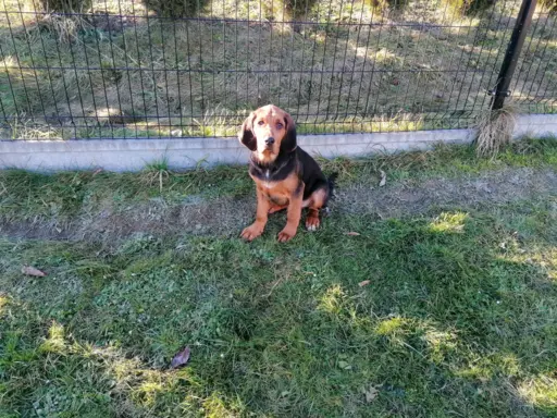 Szczeniak Ogar Polski FCI 2